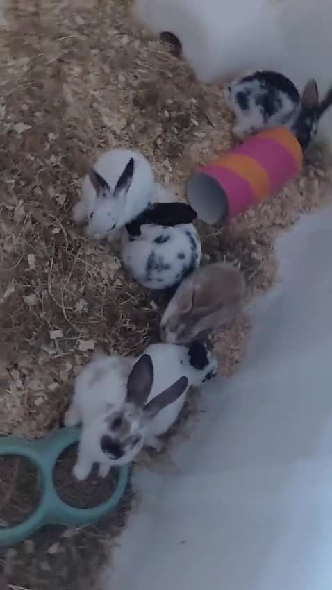 Mixed Breed rabbits for sale: Baby Bunnies  in Wolverhampton - Video 1