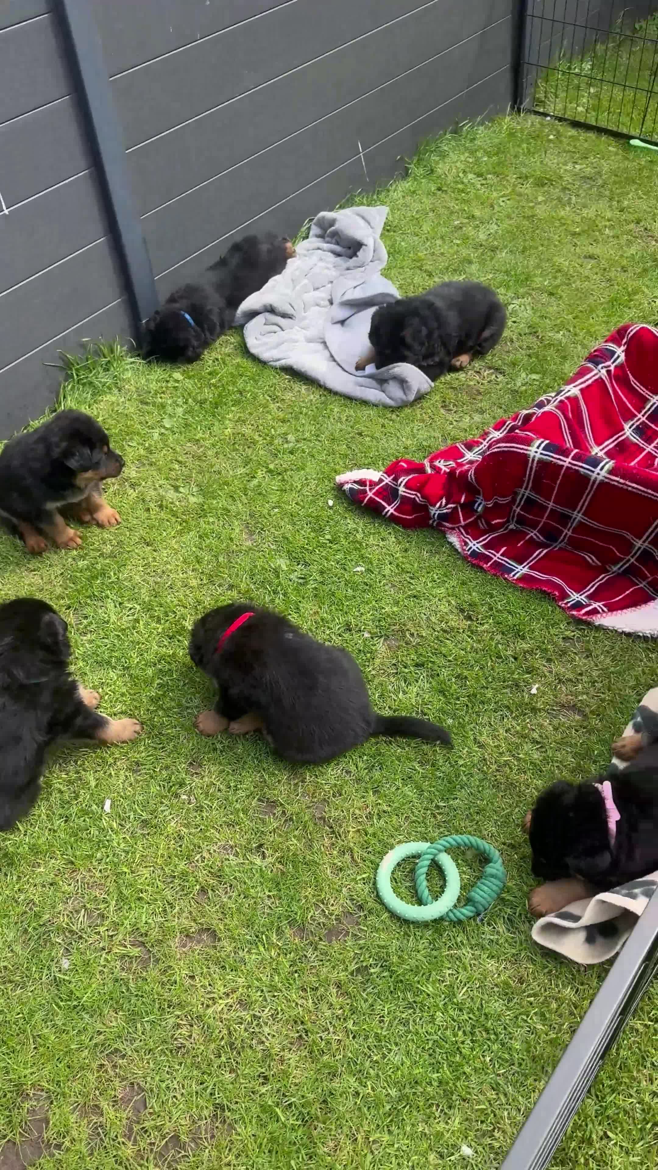 Mixed Breed dogs for sale: Gorgeous Rottweiler x German Shepherd Puppies in Sandbach - Video 1
