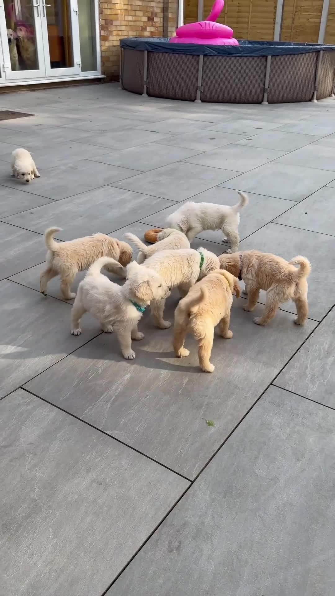 Golden Retriever dogs for sale: KC Registered Golden Retriever Boys ✨ - Video 1