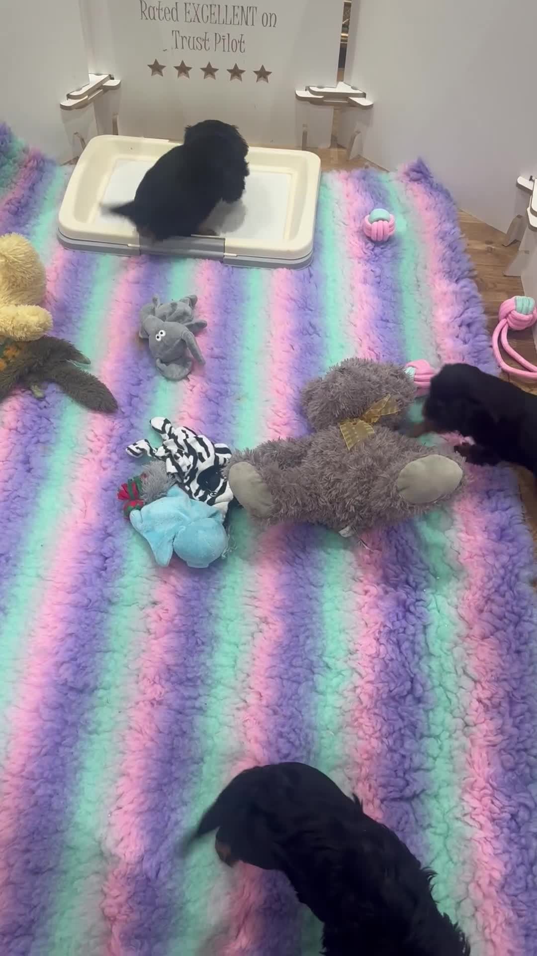 Cavalier King Charles Spaniel dogs for sale: Donna Jays old school type cavalier King Charles  - Video 1