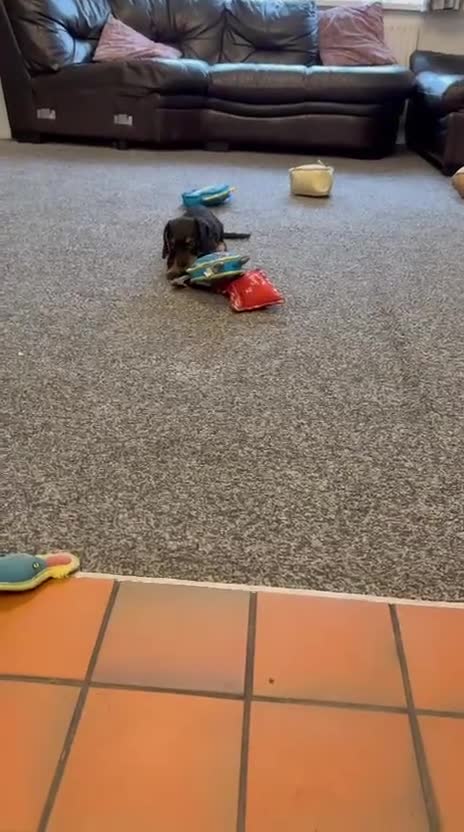 Mixed Breed dogs for sale: daxipoos puppies for sale - Video 1