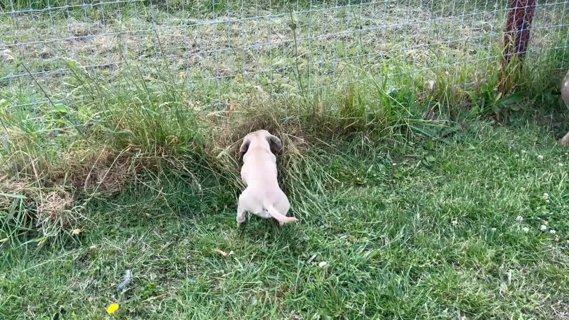 Miniature Dachshund dogs for sale: 1 year old cream Kaninchen dachshund - Video 2