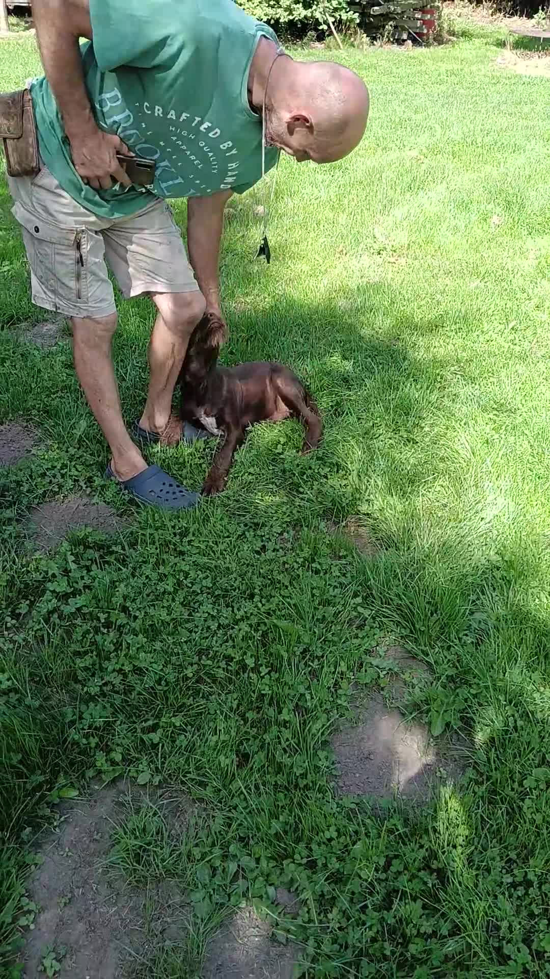 Mixed Breed dogs for sale: Male Fenlander Ready now  - Video 1