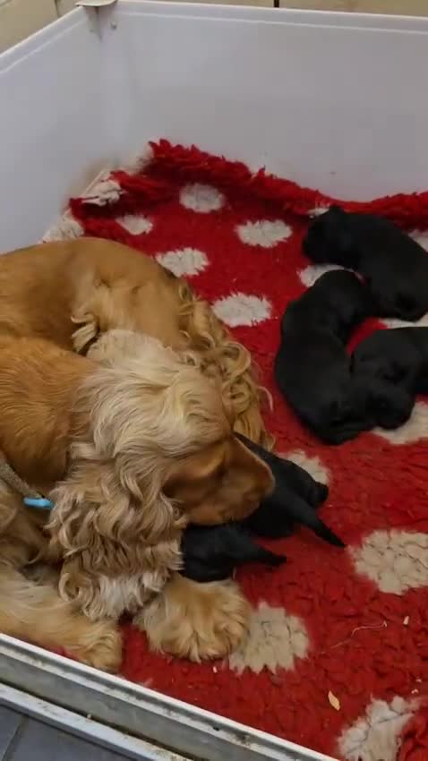 Cocker Spaniel dogs for sale: Show Cocker Spaniel Puppies Homebred Licenced - Video 1