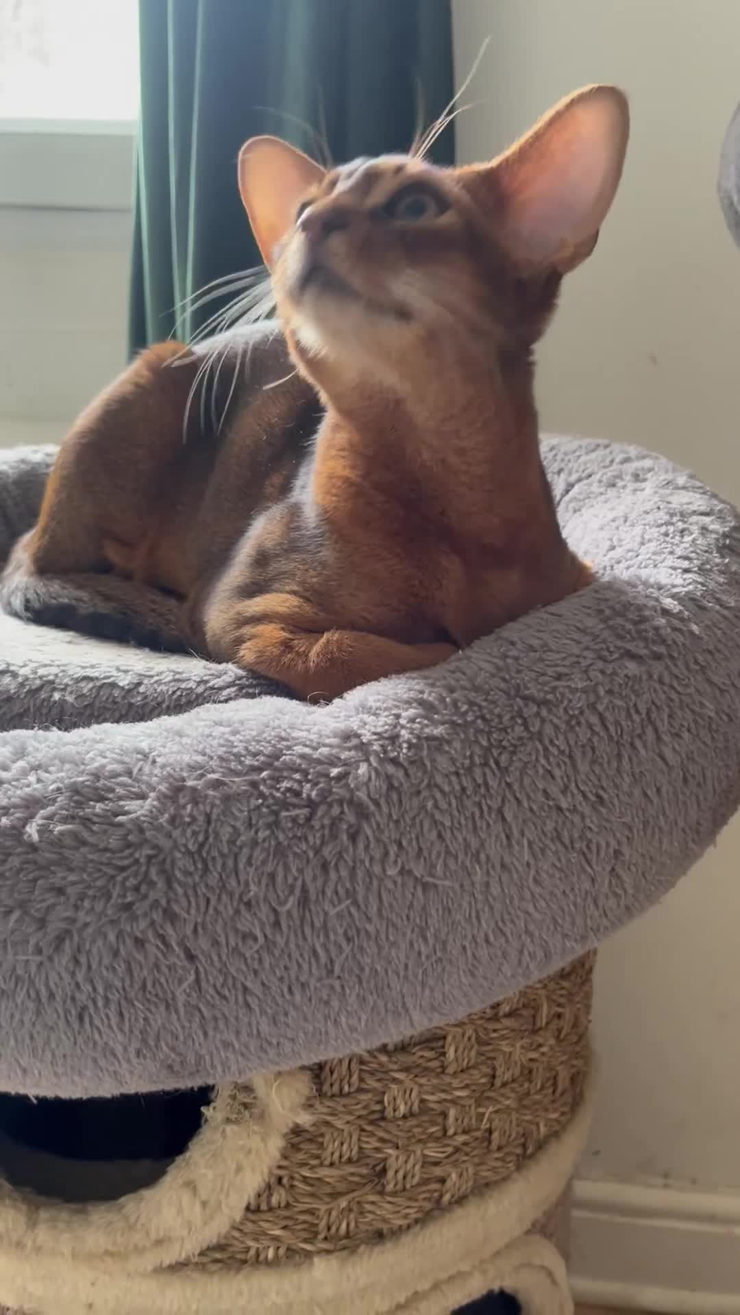 Abyssinian cats for sale: Beautiful Abyssinian cats - Video 1
