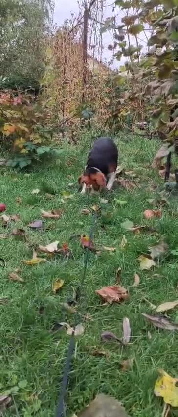 Beagle dogs for adoption: Mona - female Beagle - Video 3