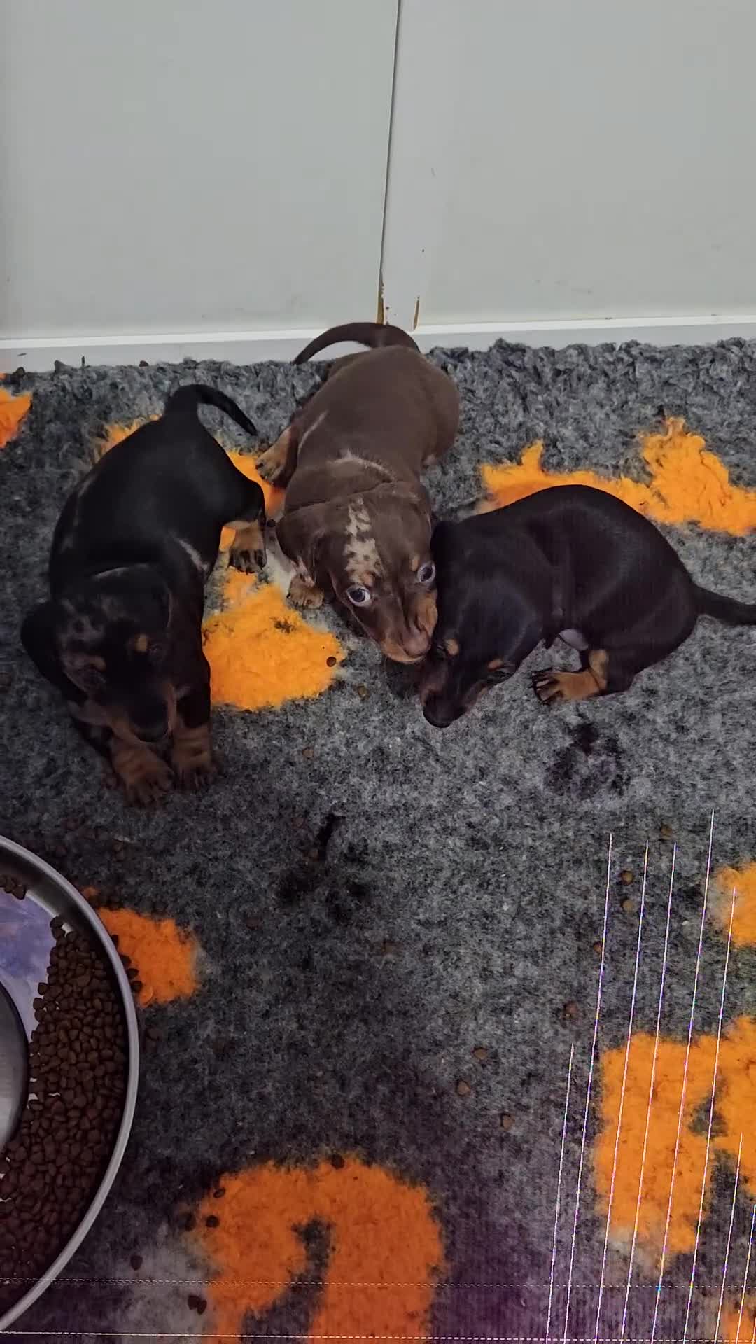 Miniature Dachshund dogs for sale: Stunning RKC registered miniature dachshund  - Video 1
