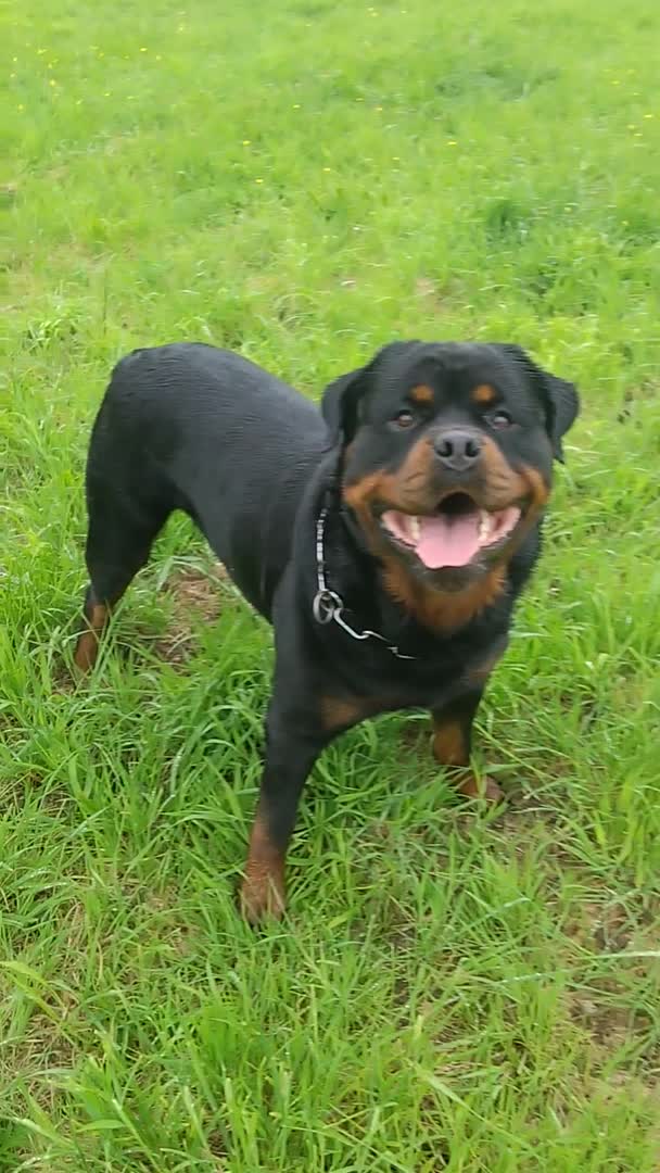 Rottweiler dogs for stud: Stunning Fully Health Tested KC Reg Rottweiler  in Langport - Video 2