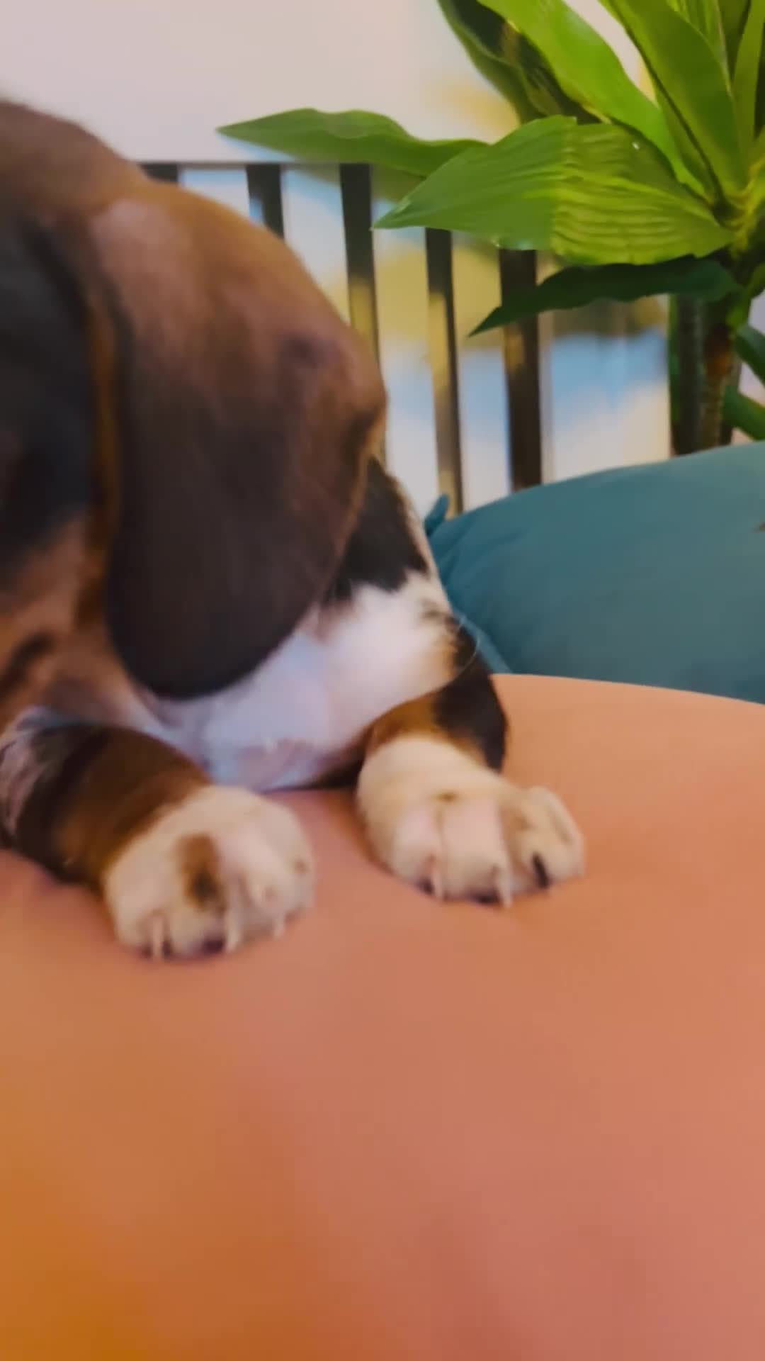 Miniature Dachshund dogs for sale: Stunning Dapple miniature dachshund boy - Video 2