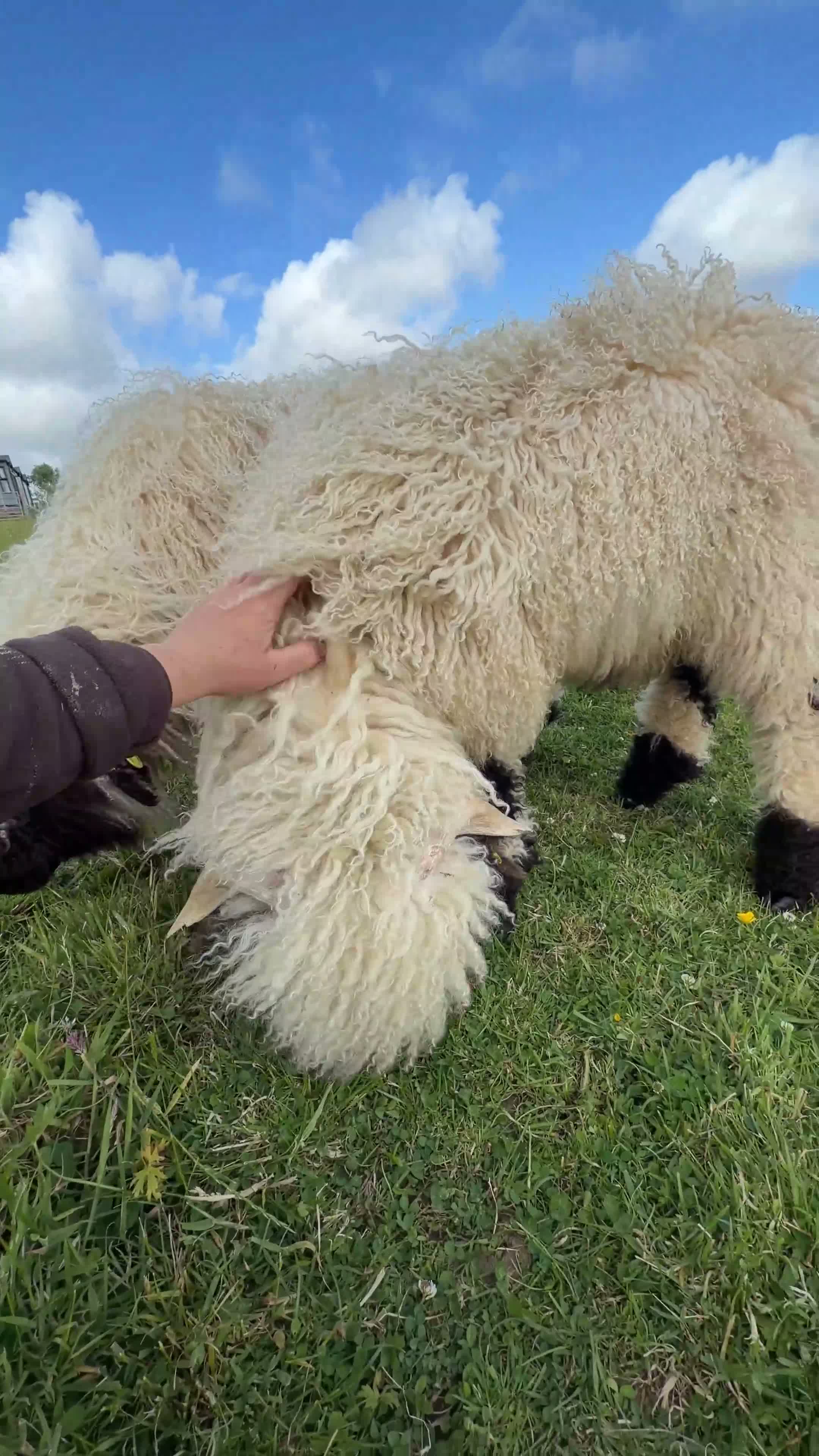 Sheep livestock for sale: Valais Blacknose Twins - friendly and sweet  - Video 1