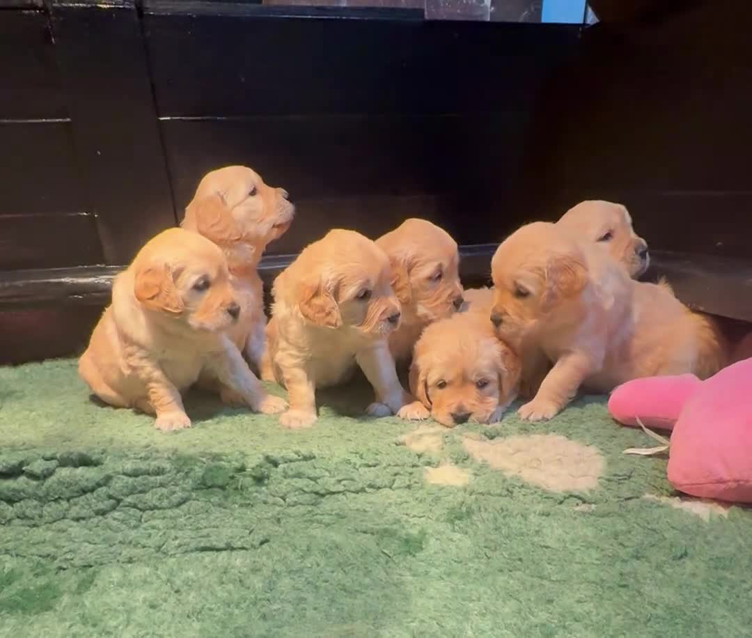 Golden Retriever dogs for sale: Golden Retriever puppies  - Video 2