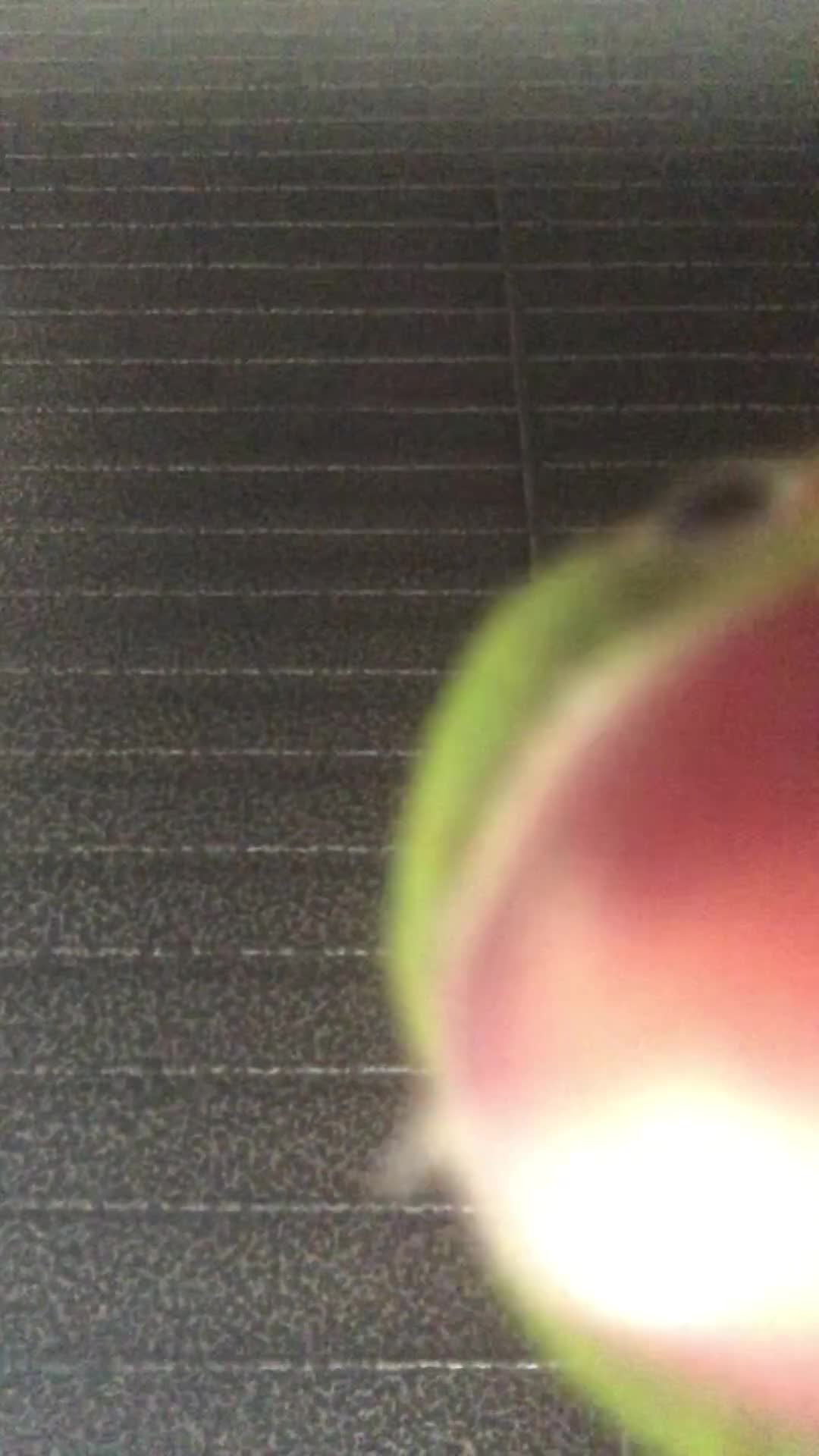 Ringnecks birds for sale: Green ring neck girl Marley  - Video 3