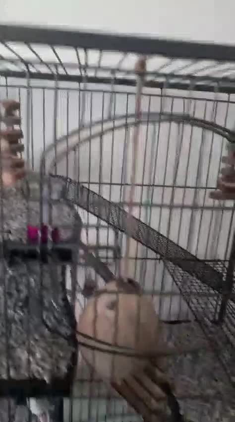 Rat rodents for sale: 2 female rats - Video 2