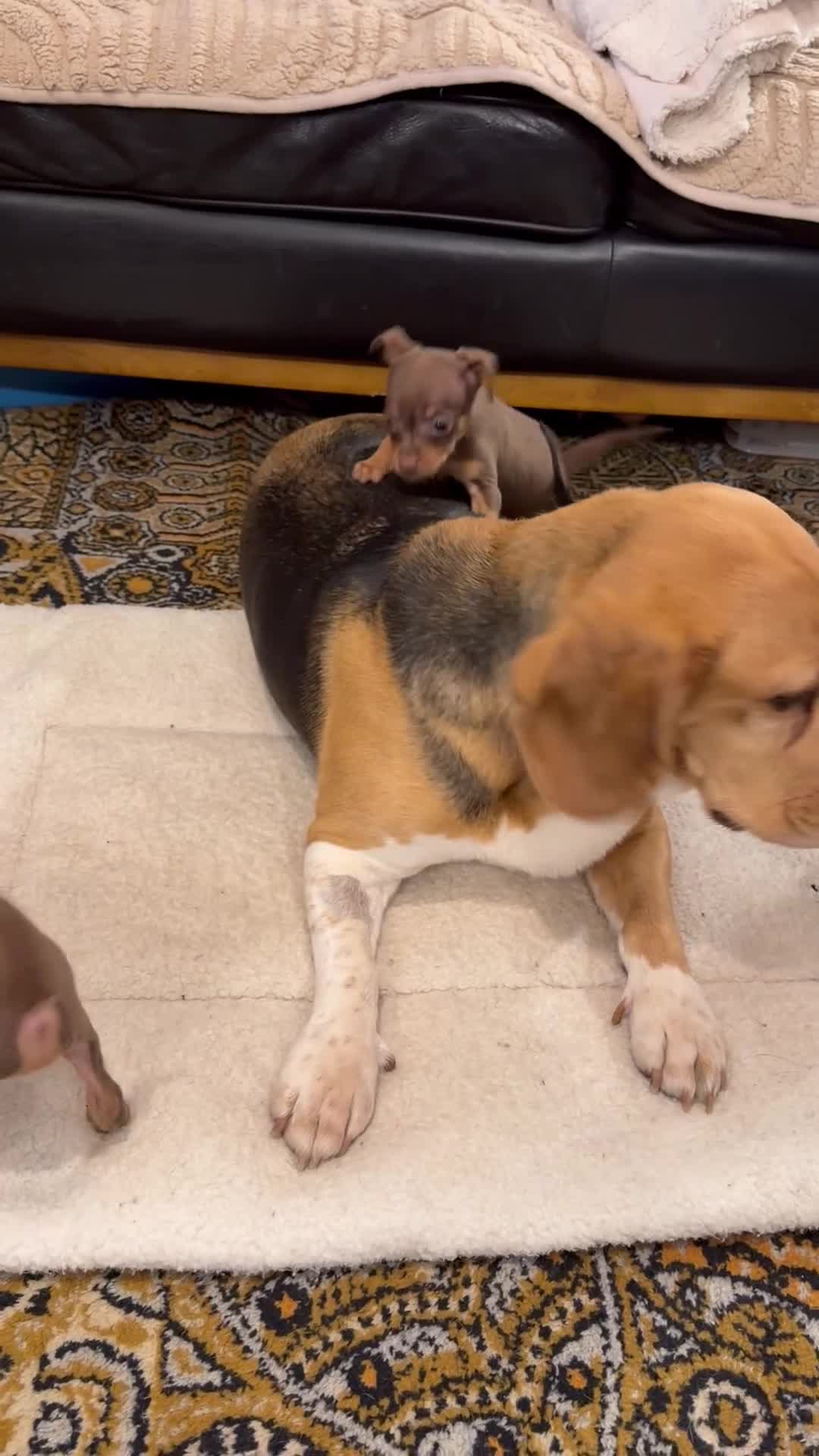 Russian Toy Terrier dogs for sale: Cutest little friend for life  - Video 1