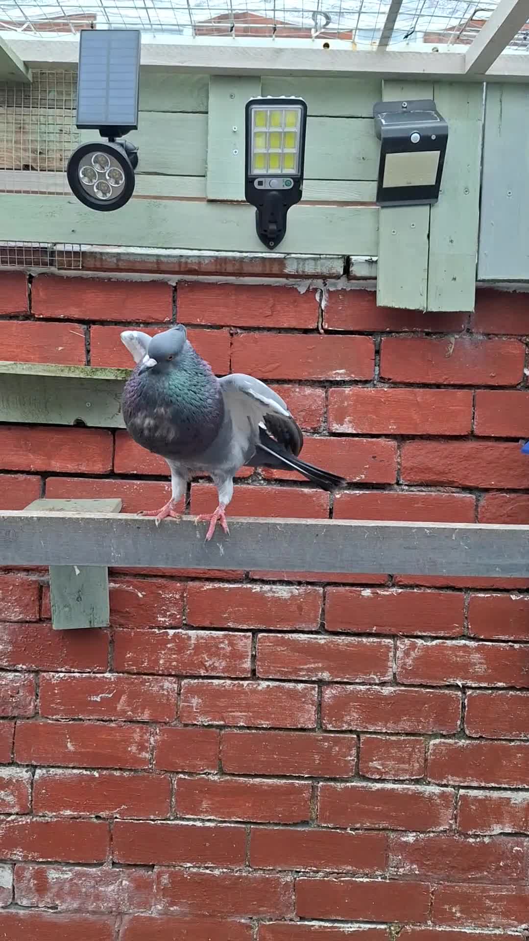 Pigeons birds for sale: 7 Pigeons for sale - Video 3