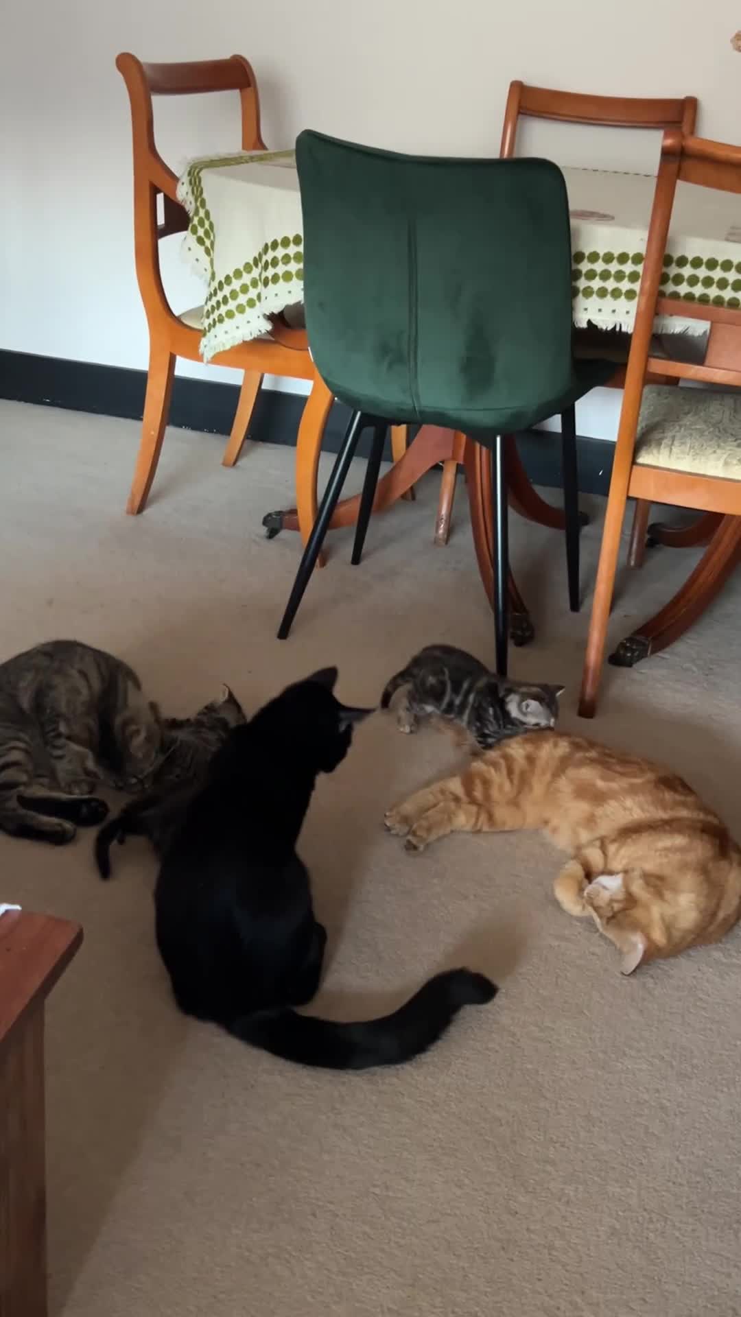 Mixed Breed cats for sale: Purr-fectly adorable playfull kittens - Video 1
