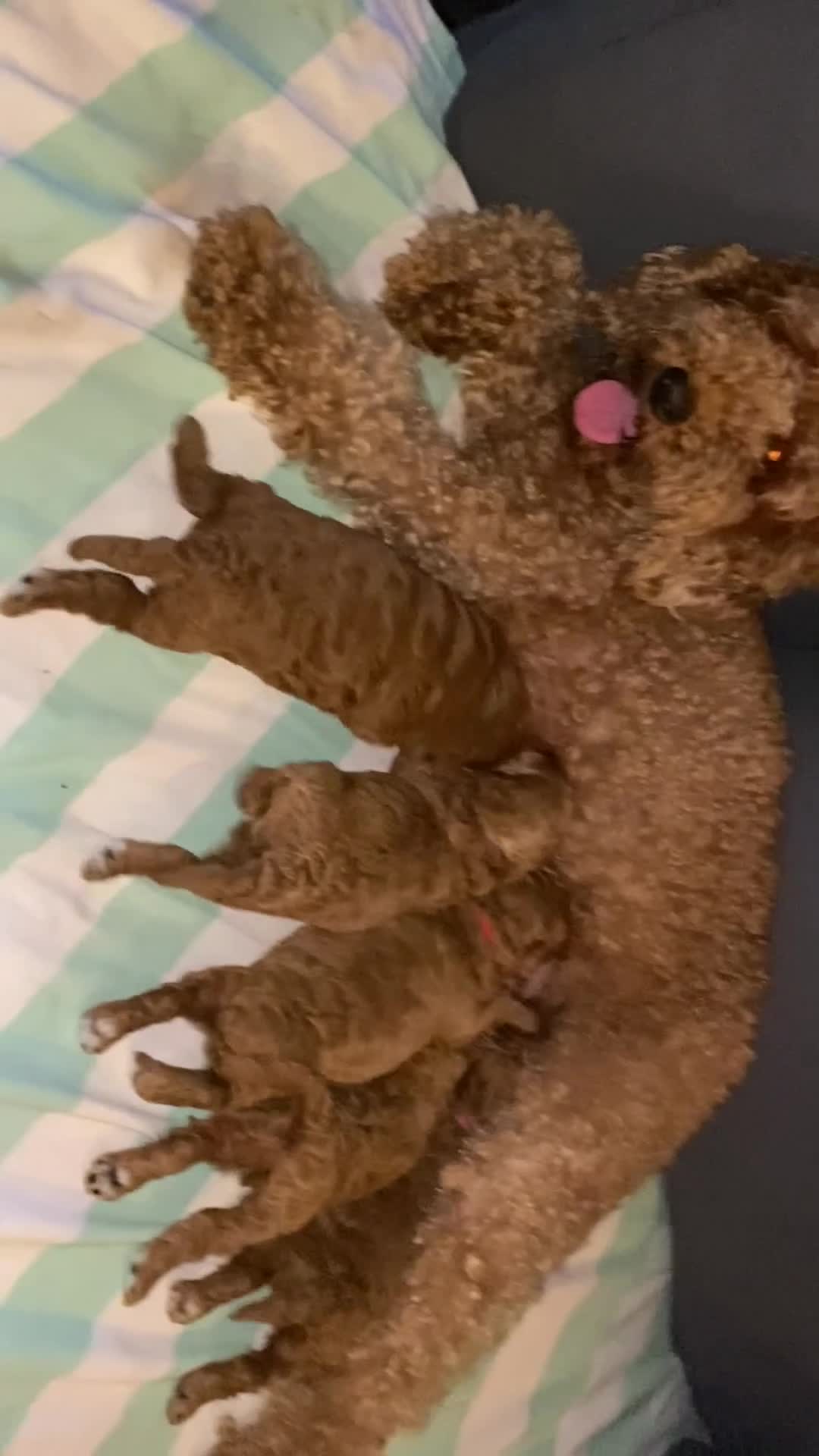 Mini Goldendoodle dogs for sale: Double doodle puppies 💚 in Wolverhampton - Video 1