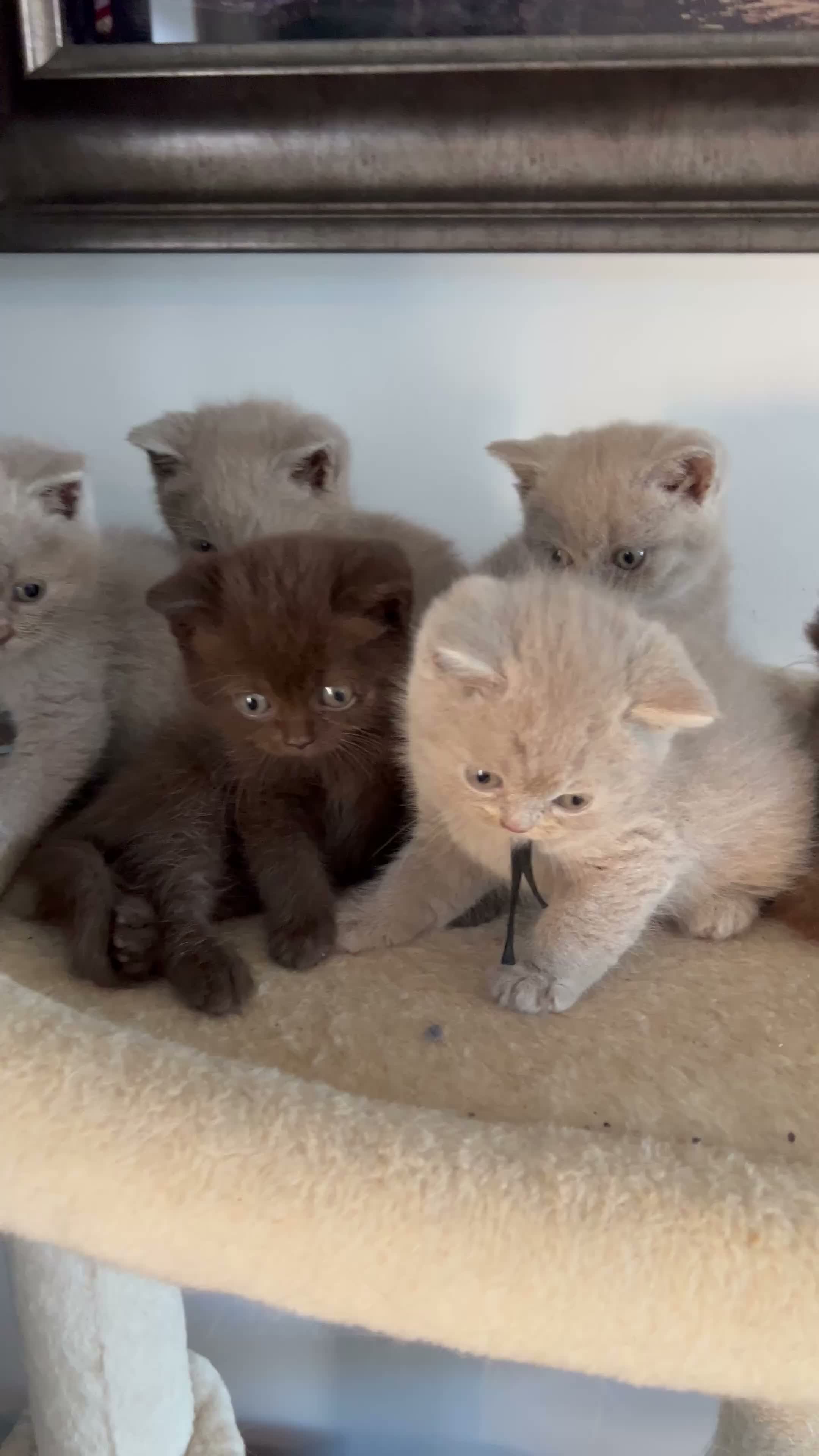British Shorthair cats for sale: BSH and 1Longhair kittens - Video 2