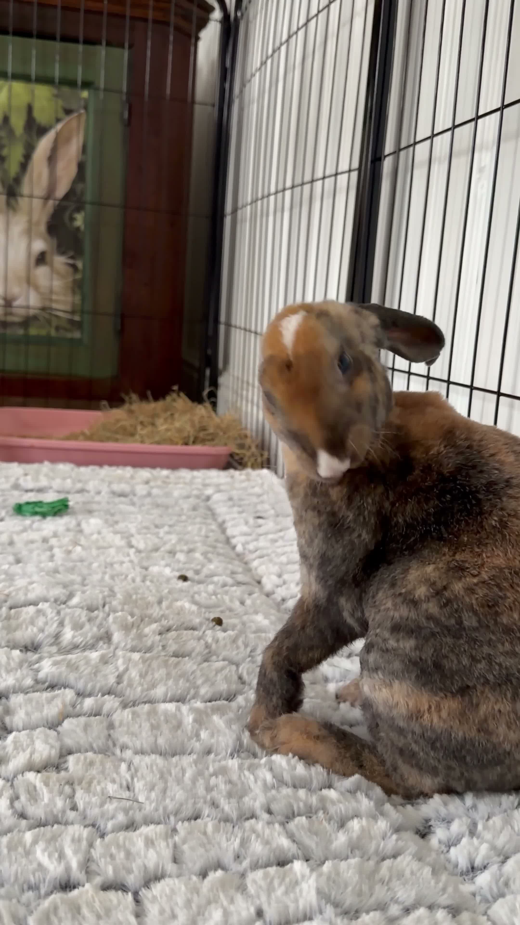 Belgian Hares rabbits for sale: HONEY 🍯  in Yeovil - Video 1