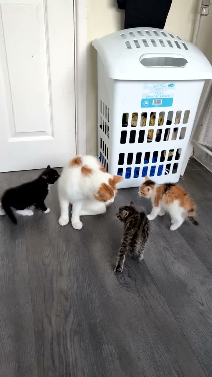 Mixed Breed cats for sale: 1 male kitten available  in Tamworth - Video 1