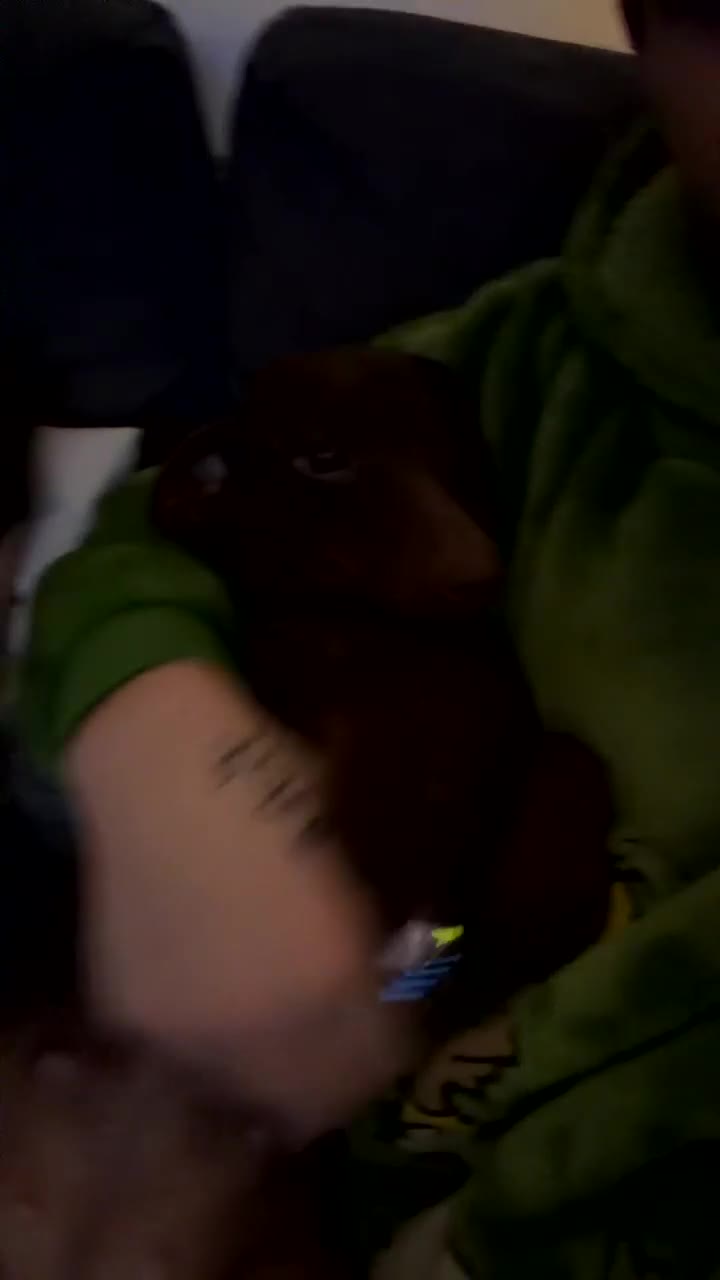 Dachshund dogs for sale: Pep the Dachshund in Birkenhead - Video 1