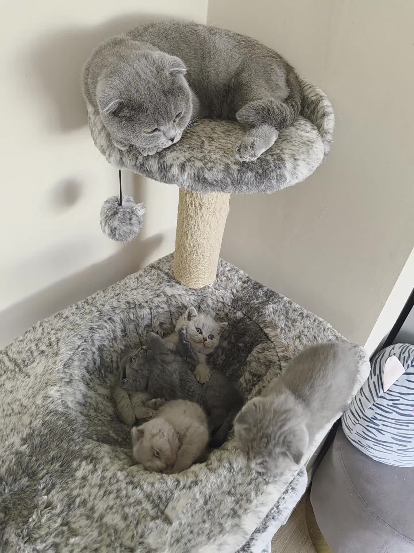 Scottish Fold cats for sale: Beautiful Scottish fold kittens.  in Boston - Video 1