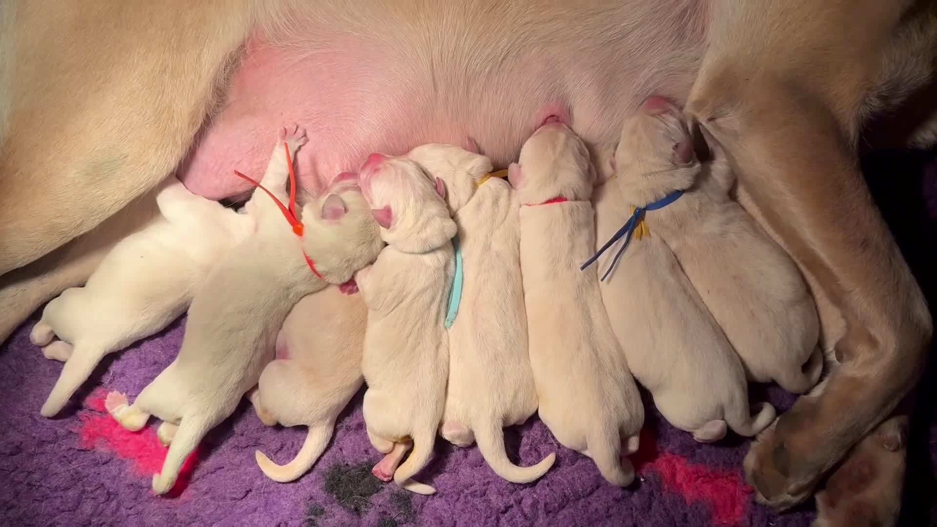 Labrador Retriever dogs for sale: 10 chunky Yellow/white labs 280 plus clear DNA - Video 1