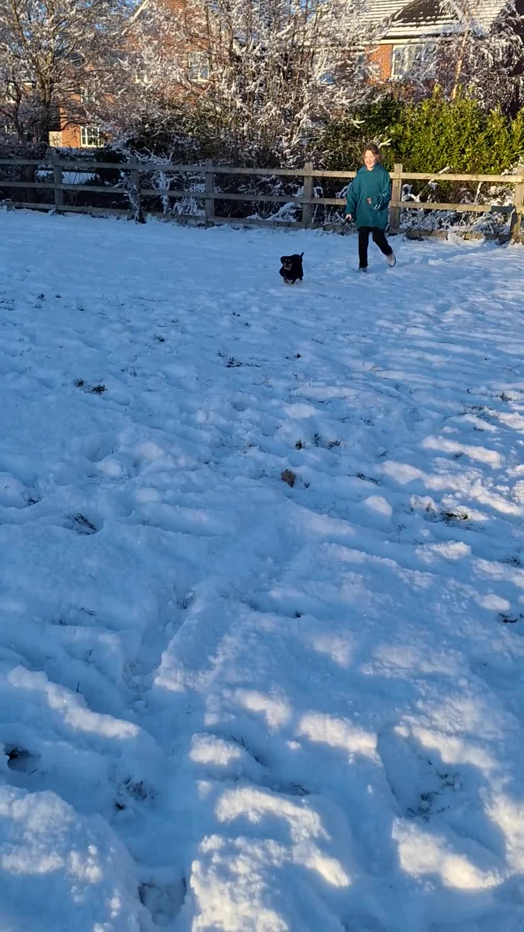 Mixed Breed dogs for sale: Looking for an amazing home - Video 1