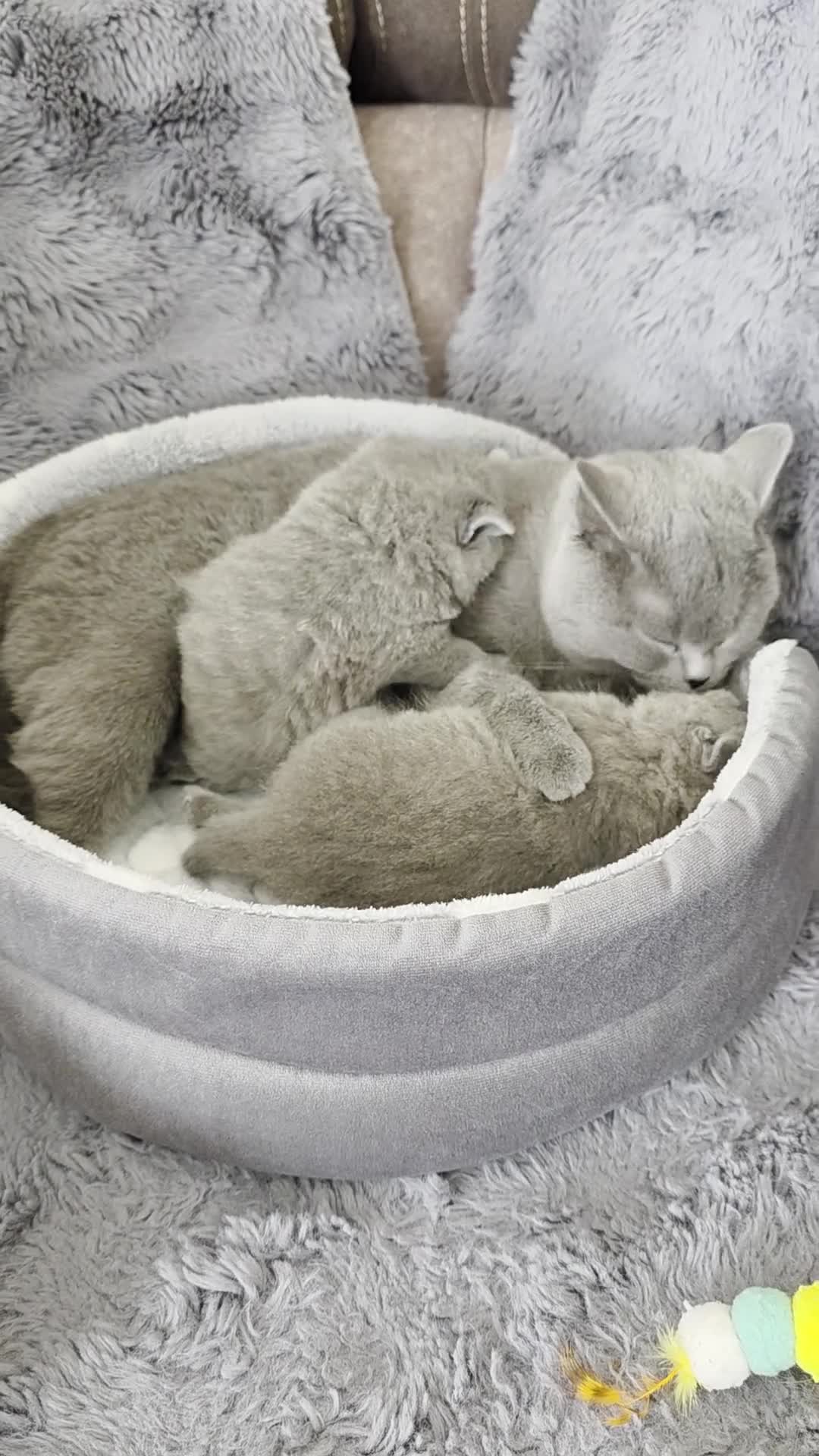 British Shorthair cats for sale: Two blue girls available - Video 1