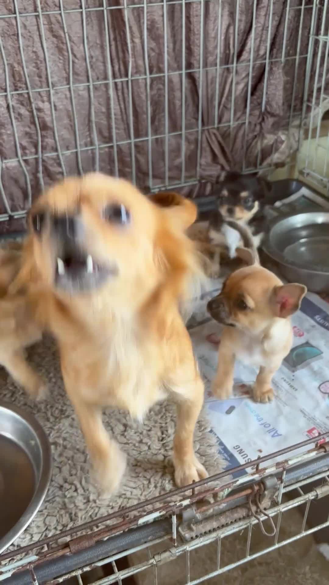 Chihuahua dogs for sale: Playful Chiuahah puppies 3 girls and one boy - Video 1