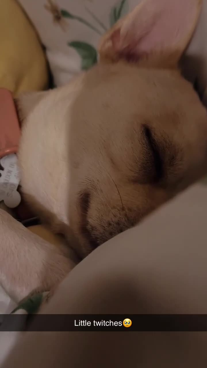 Mixed Breed dogs for sale: French Bulldog Cross  - Video 1