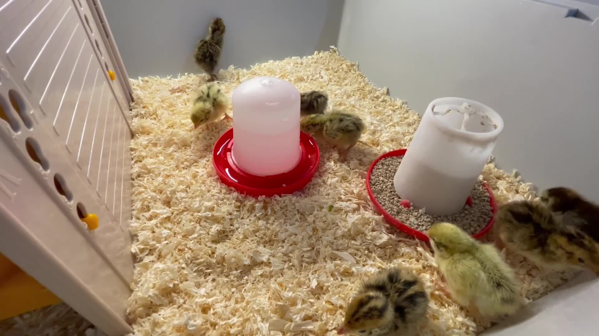 Quail poultry for sale: Mixed Coturnix Quail Chicks - Video 1
