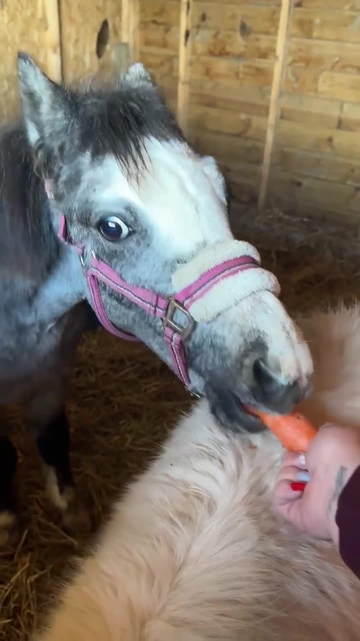 Welsh Section A horses for sale: Stunning Colt  - Video 1