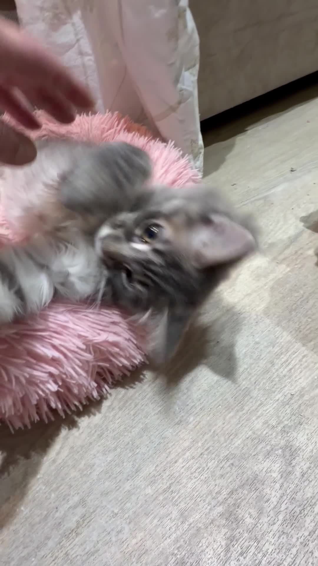 Maine Coon cats for sale: TICA Registered Maine Coon Kittens - Video 2