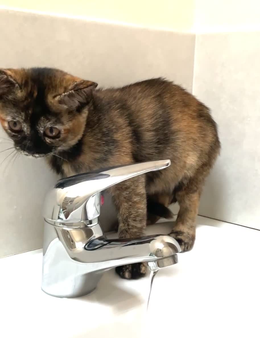 Asian cats for sale: Pedigree Asian Kittens Bombay Dad Black Tortie Mum - Video 1