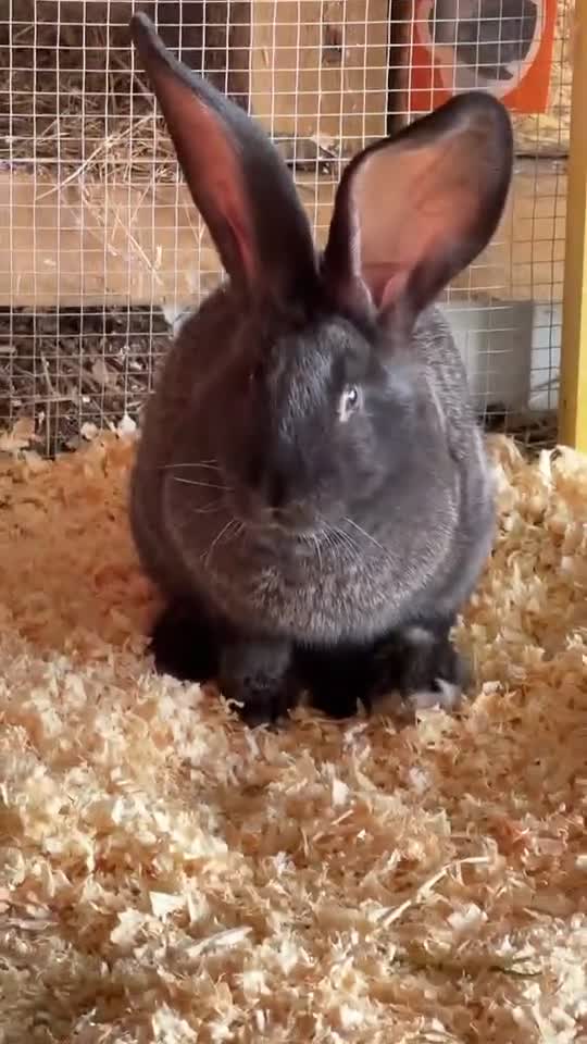 Continental Giant rabbits for sale: Continental giant babies  - Video 1