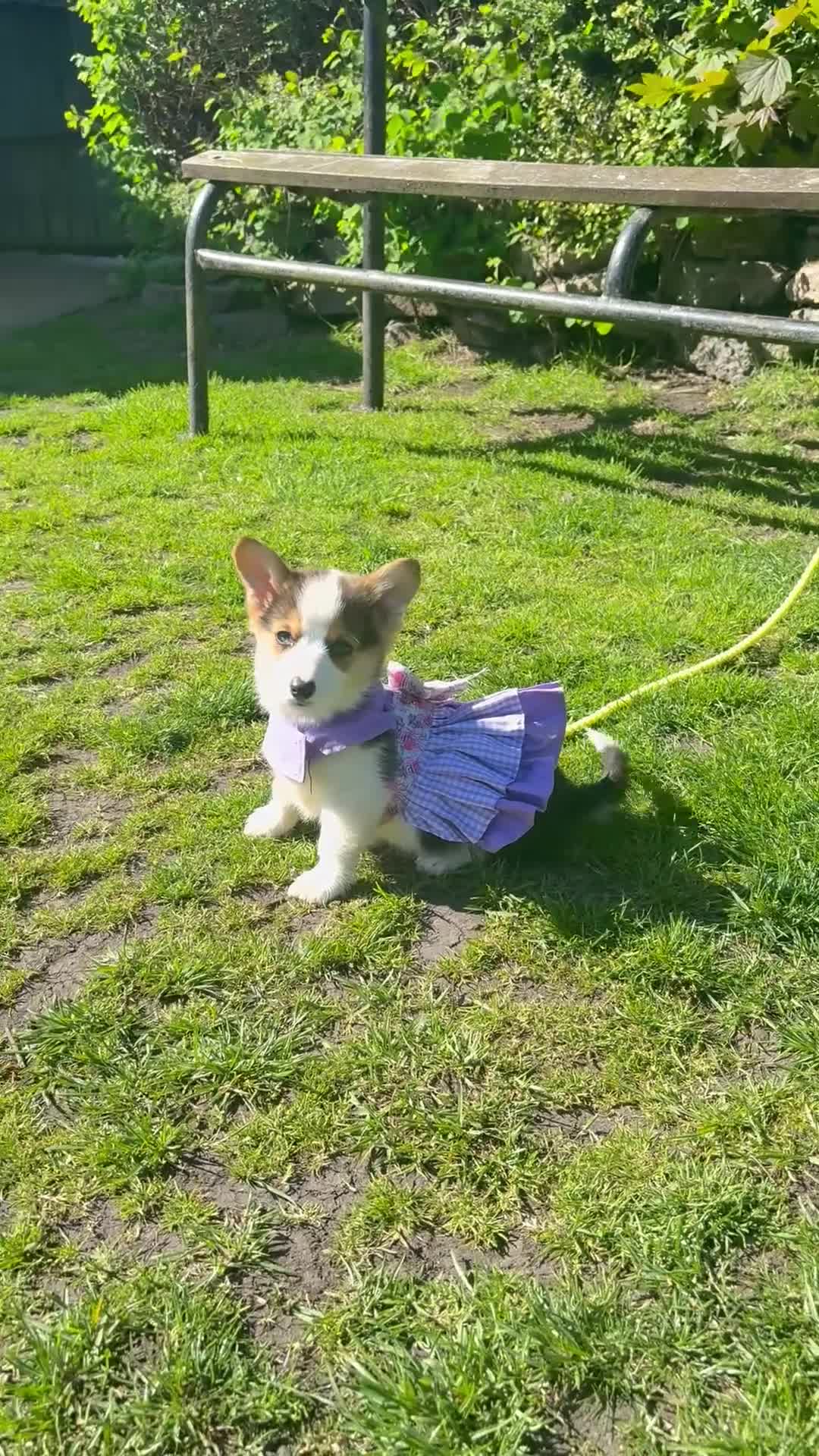 Welsh Corgi Pembroke dogs for sale: Pembrokeshire corgi. 1 girl left!Fully vaccinated! - Video 1
