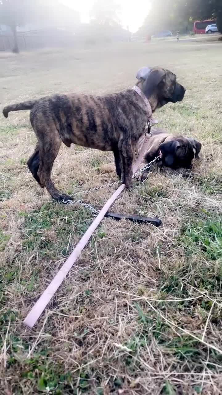 Presa Canario dogs for sale: Full Pressa Canario  - Video 4