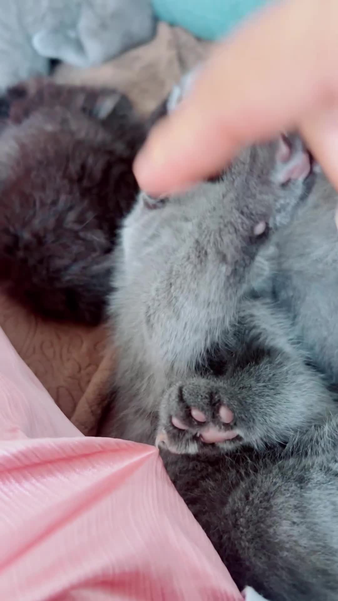 Scottish Fold cats for sale: Scottish-fold Kittens   - Video 3