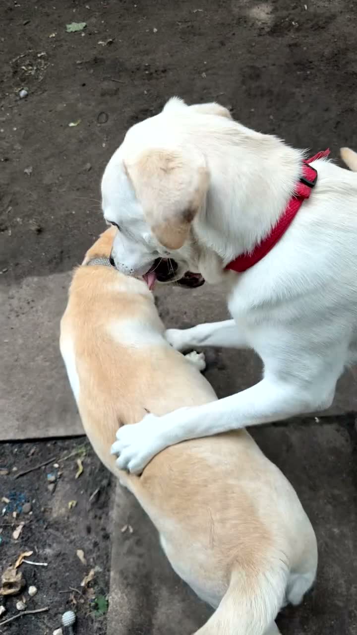 Labrador Retriever dogs for sale: Little Hugo  - Video 4