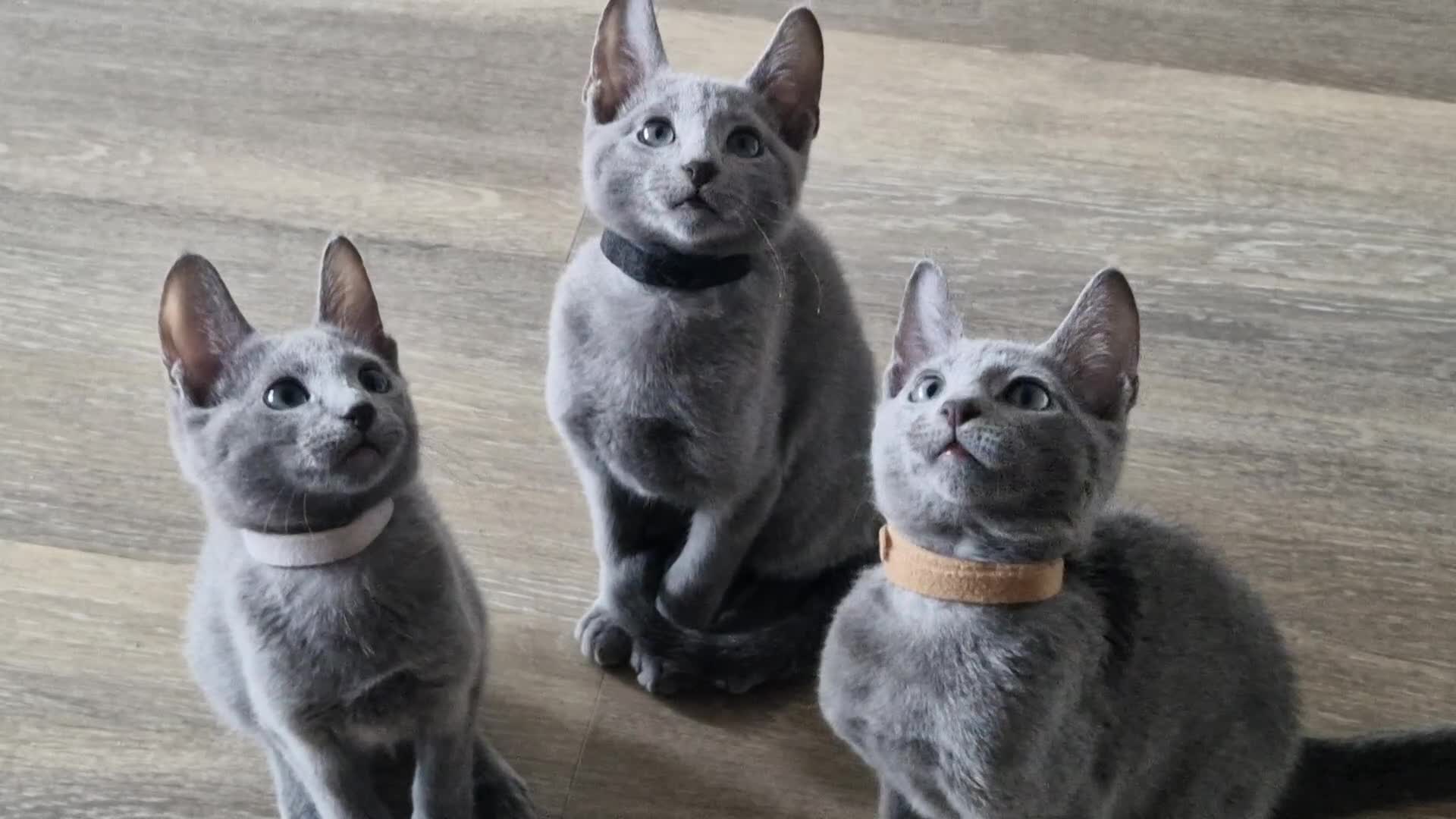 Russian Blue cats for sale: Pedigree Russian blue kittens  - Video 2