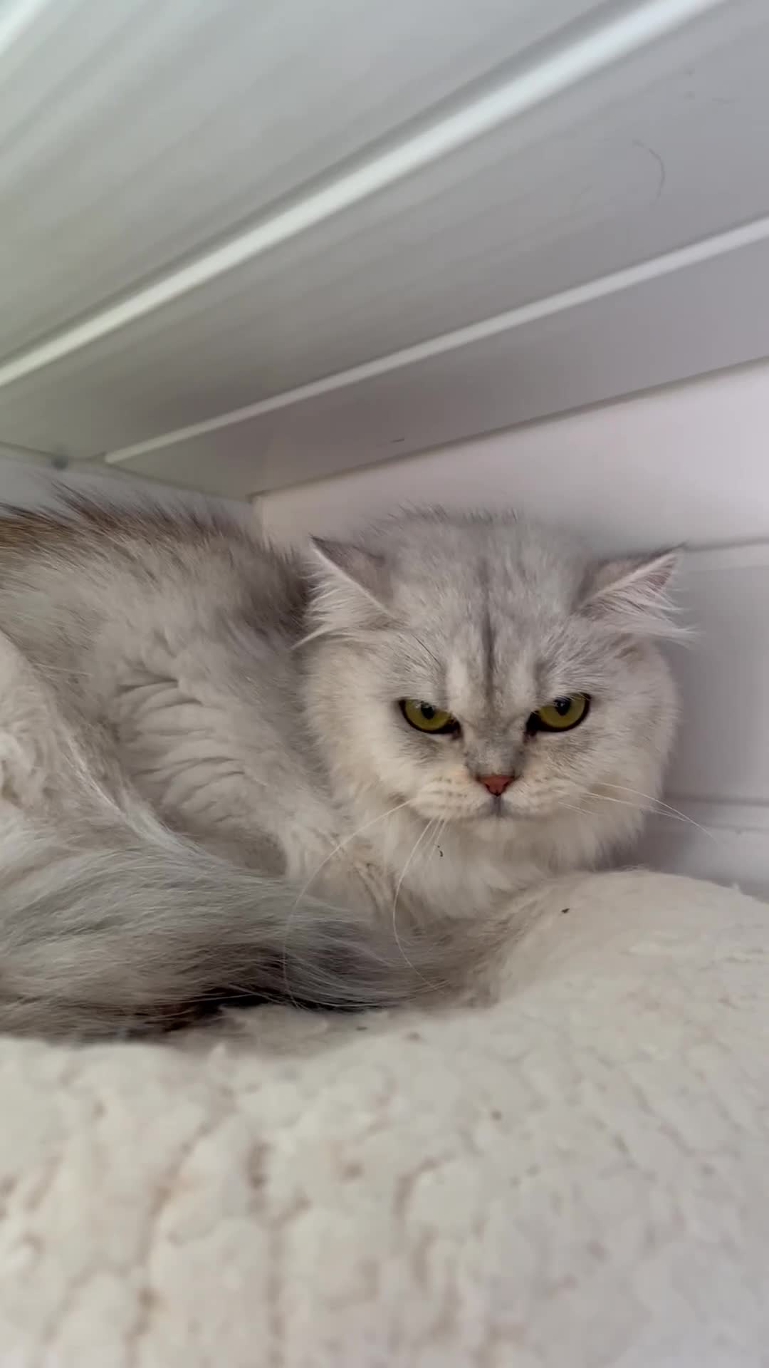 British Shorthair cats for sale: Champions Bloodlines  British and Scottish cats  in Feltham - Video 1