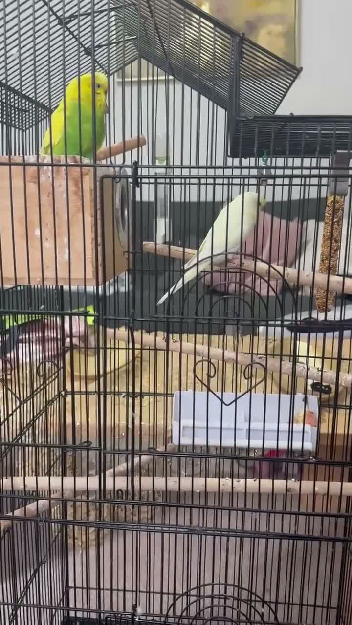 Budgerigars birds for sale: Pair of Budgies for Sale with Cage in Halifax - Video 1