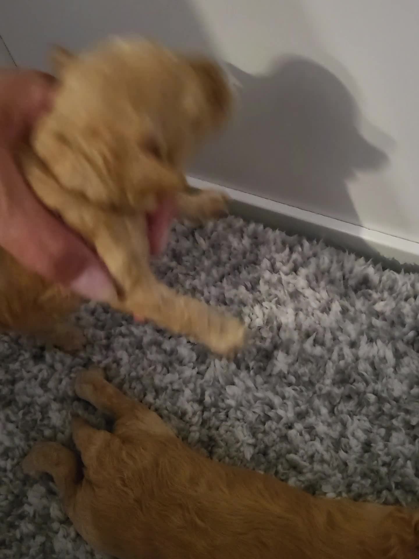 Cockapoo dogs for sale: Cockapoo puppies - Video 1