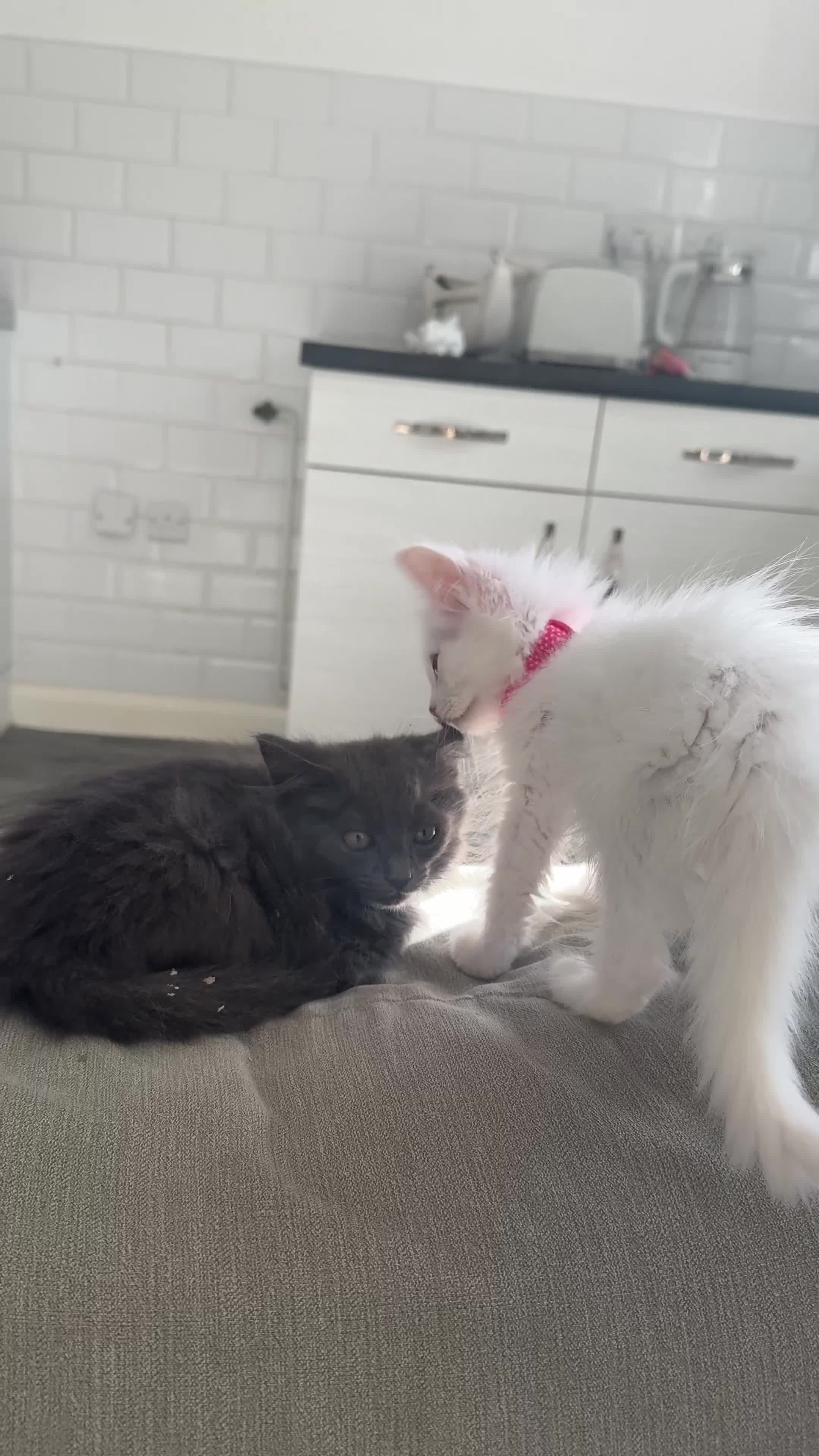 Maine Coon cats for sale: Ready Now! White Maine Coon x Ragdoll 🐱 - Video 1