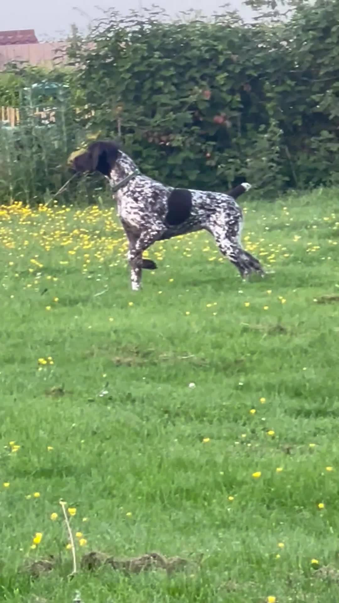 German Shorthaired Pointer dogs for sale: Premium GSP Puppies from Award-Winning Bloodlines - Video 2