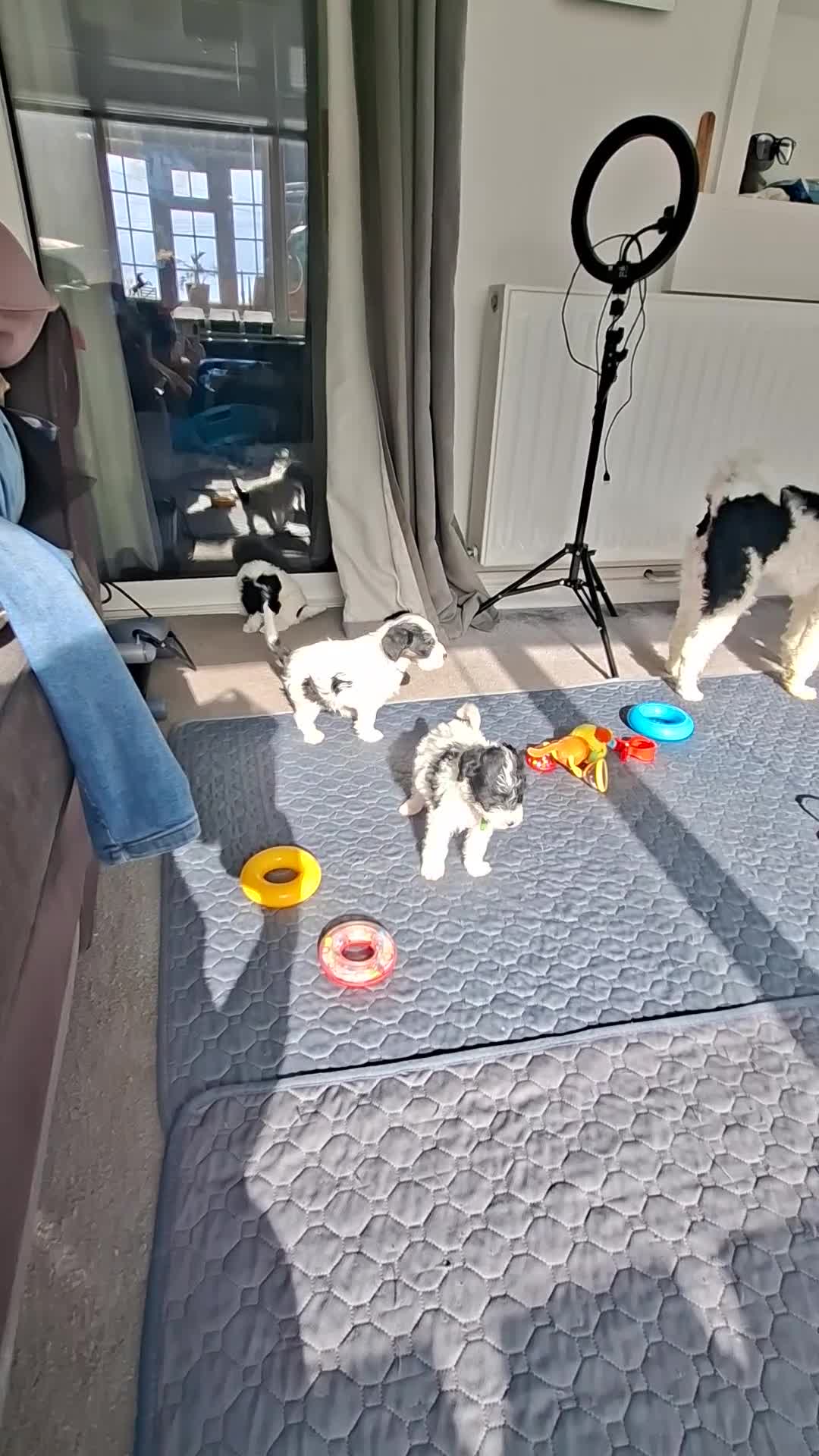 Mixed Breed dogs for sale: Lakeypoo puppies - Video 3