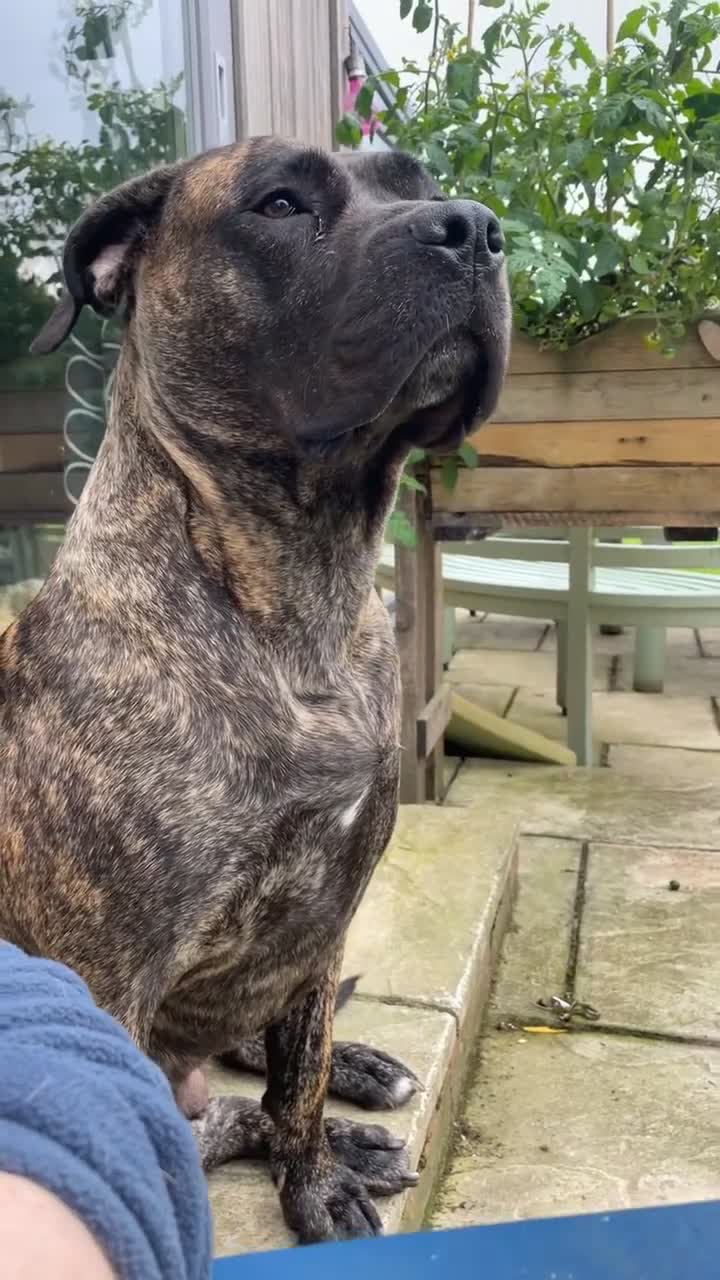 Mixed Breed dogs for sale: Pressa canario x wolfhound  - Video 1