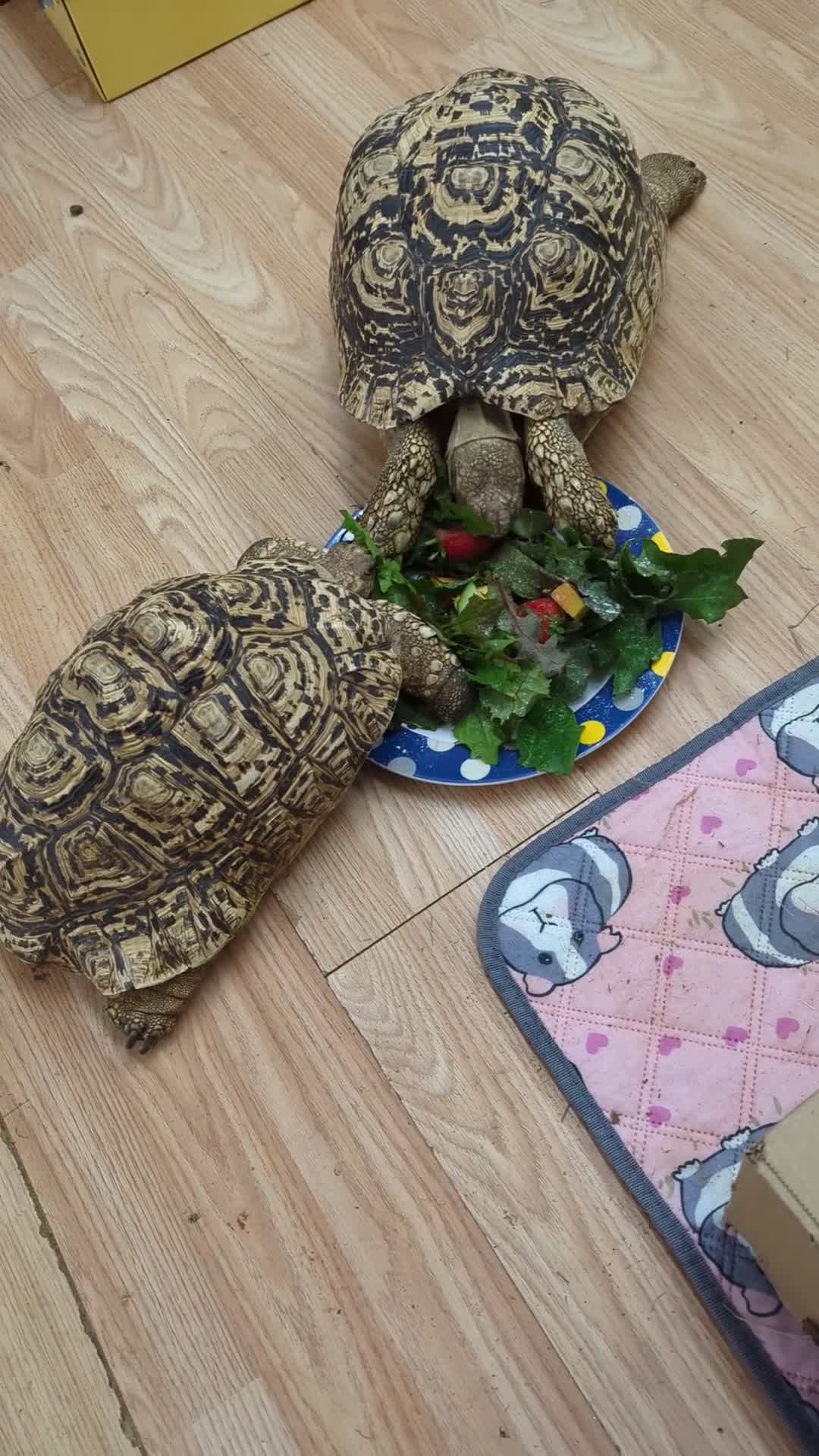 Tortoise reptiles for sale: Breeding pr leopard tortoises. 24 yrs old. Gravid - Video 1