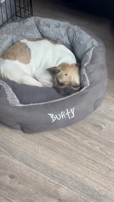 Mixed Breed dogs for adoption: 💖ELVA -a Sweet Frenchie Rescued From Starvation💖 - Video 5